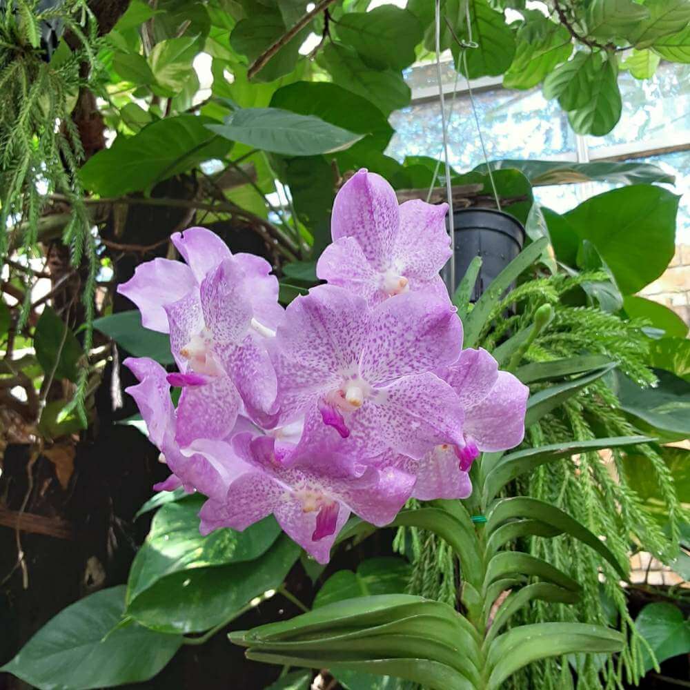 バンダ ヒスイラン の花言葉 花の特徴や種類 花色や姿からつけられた名前なの Greensnap グリーンスナップ