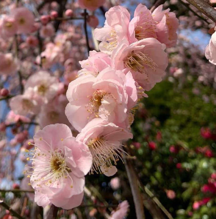 しだれ梅 枝垂れ梅 の花言葉 種類や色で意味は違う 名前の由来は Greensnap グリーンスナップ