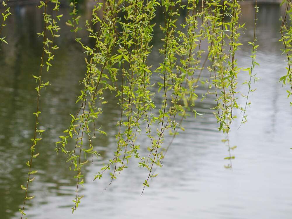 シダレヤナギ 枝垂れ柳 の花言葉 意味や花の特徴 盆栽でも人気 Greensnap グリーンスナップ