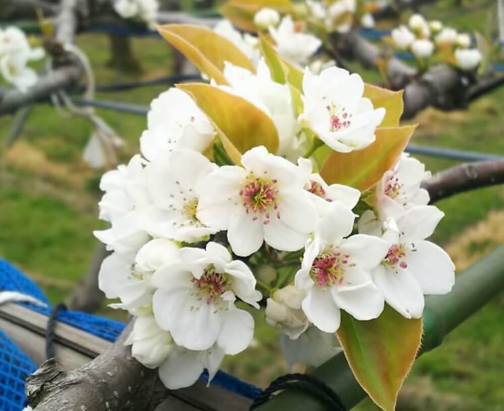 梨 なし の花言葉 花の特徴や種類 旬の時期は Greensnap グリーンスナップ
