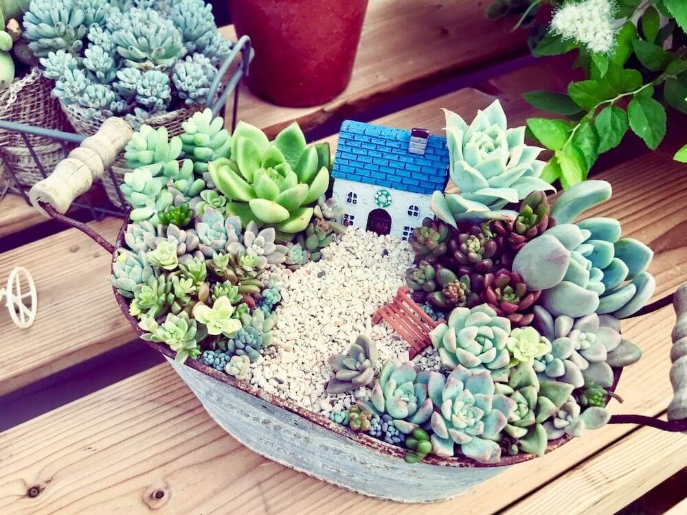 多肉植物　寄せ植え　箱庭