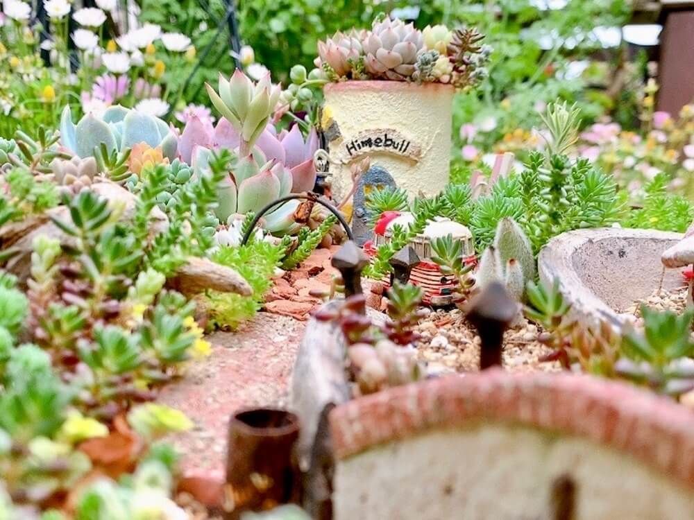 多肉植物　寄せ植え　箱庭