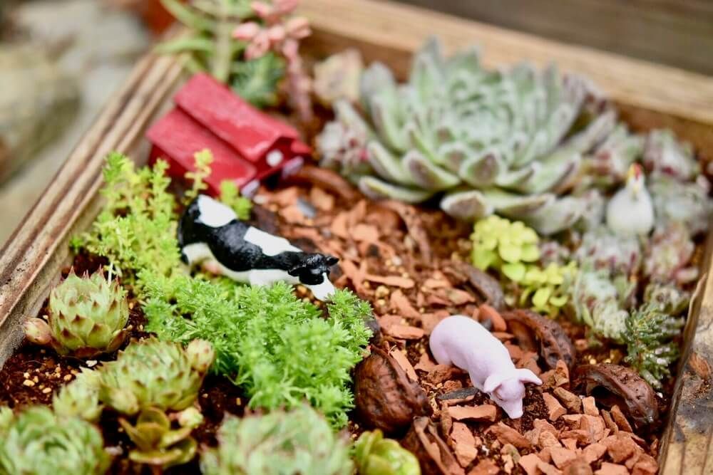 多肉植物　寄せ植え　箱庭