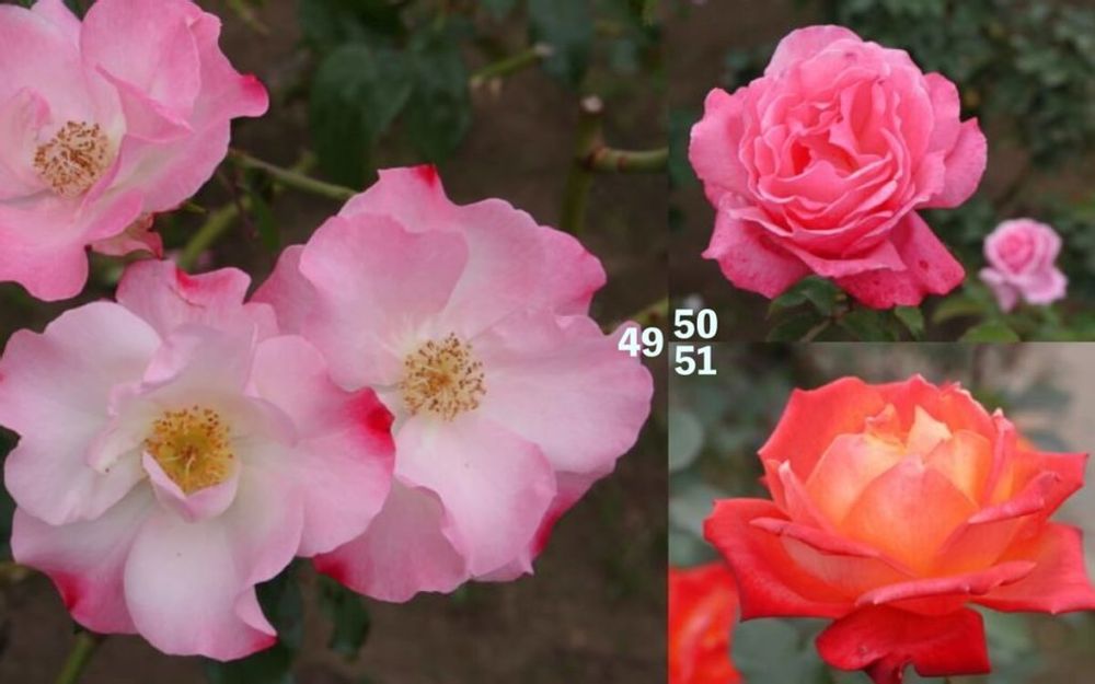 神代植物公園　バラ