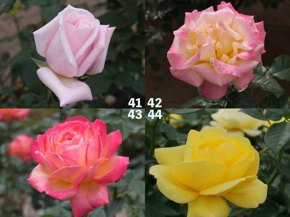 神代植物公園　バラ