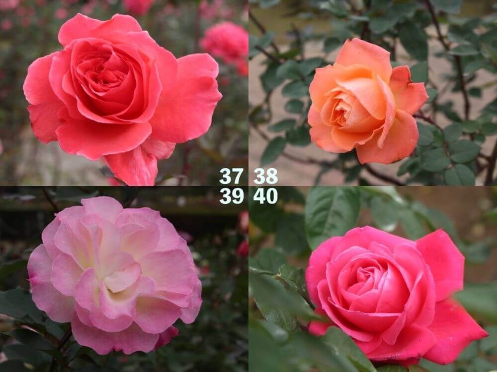 神代植物公園　バラ