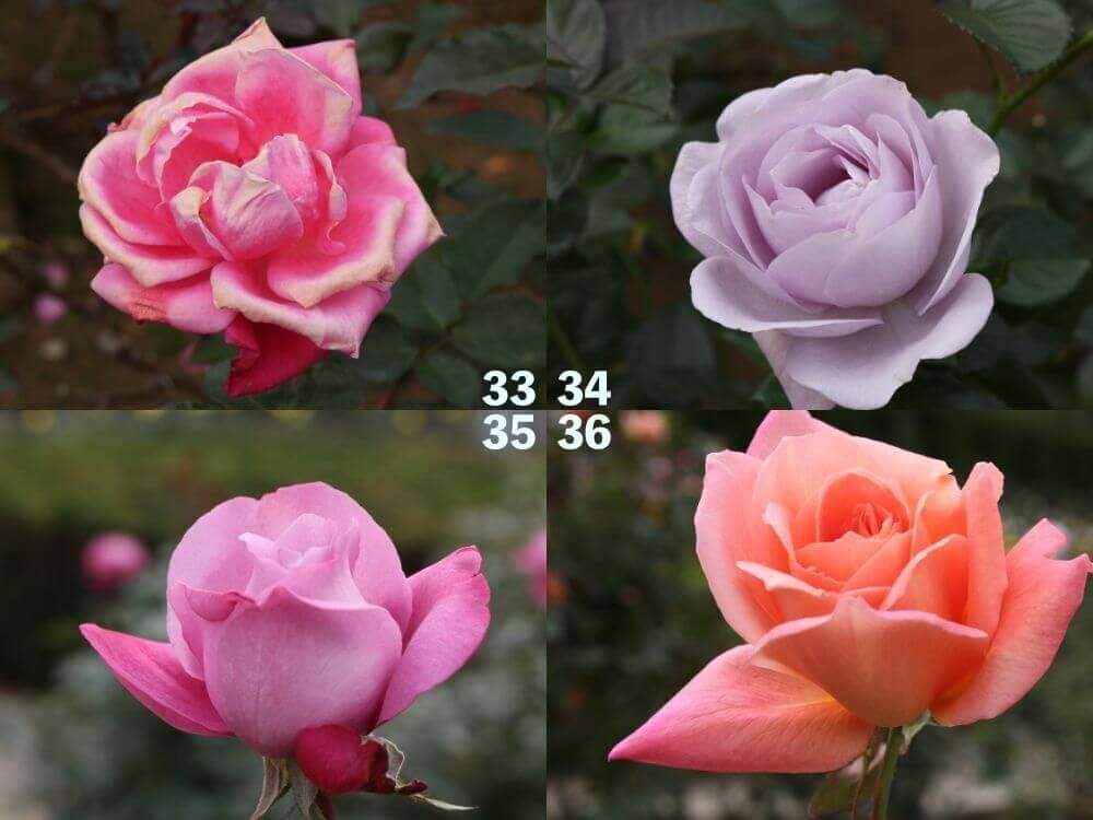 神代植物公園　バラ