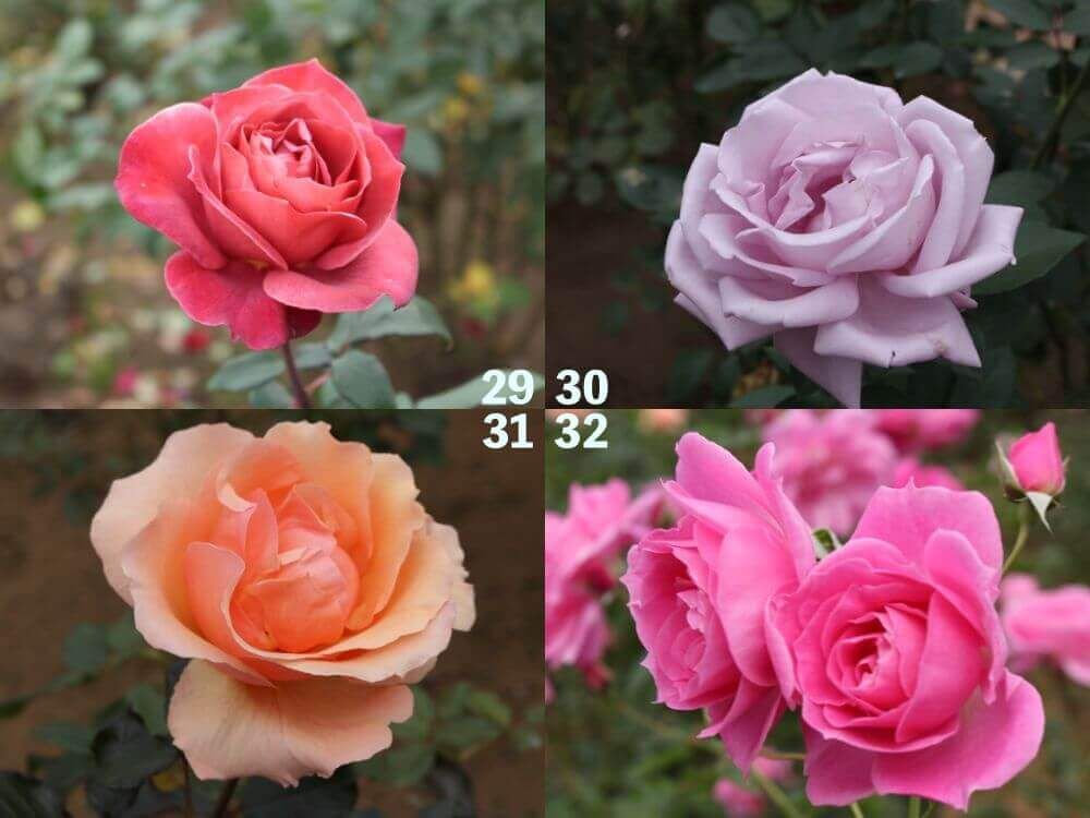 神代植物公園　バラ