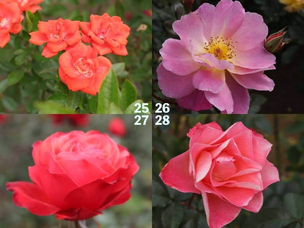 神代植物公園　バラ