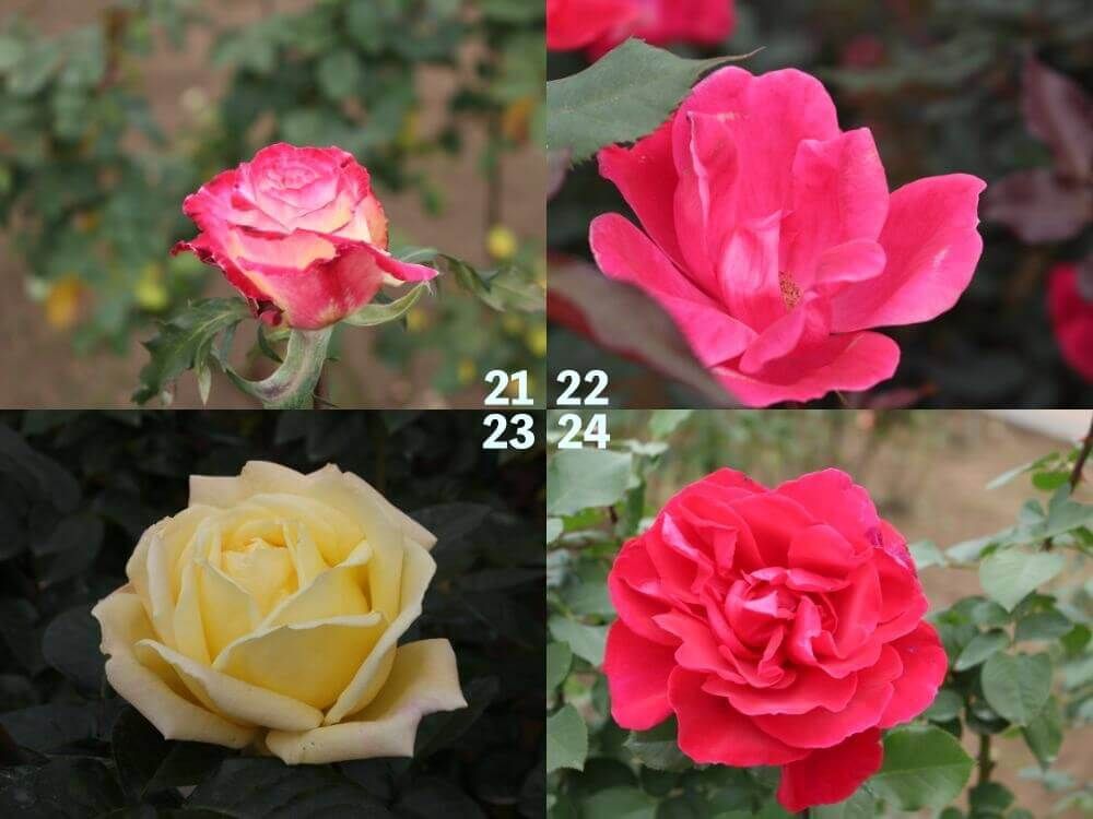 神代植物公園　バラ