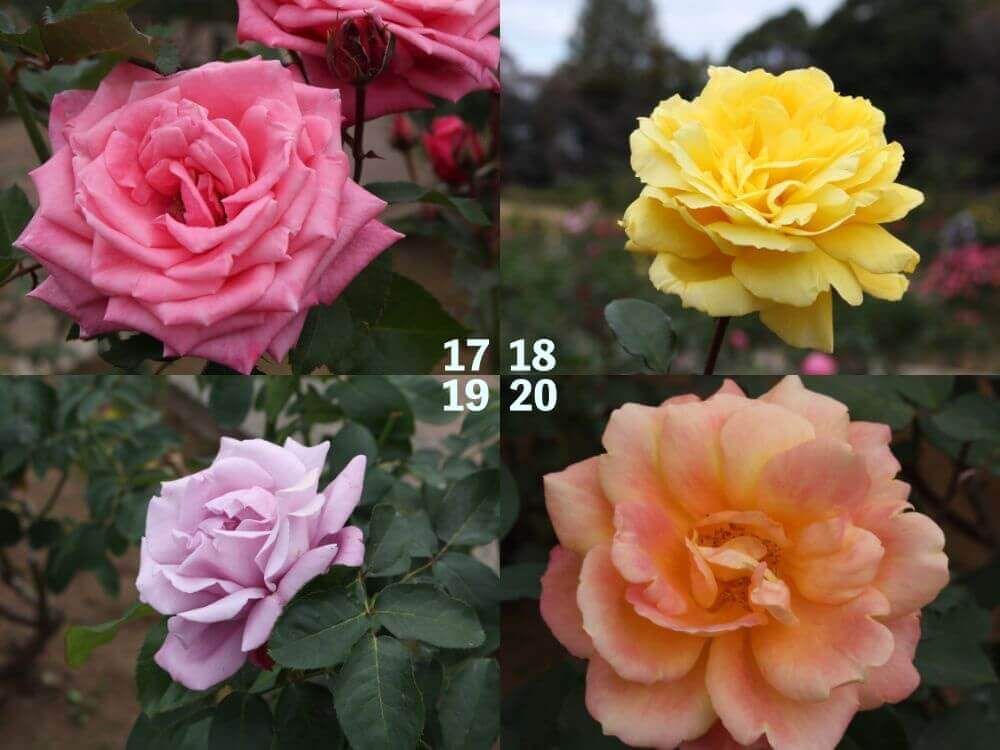 神代植物公園　バラ