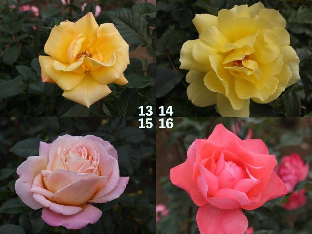 神代植物公園　バラ