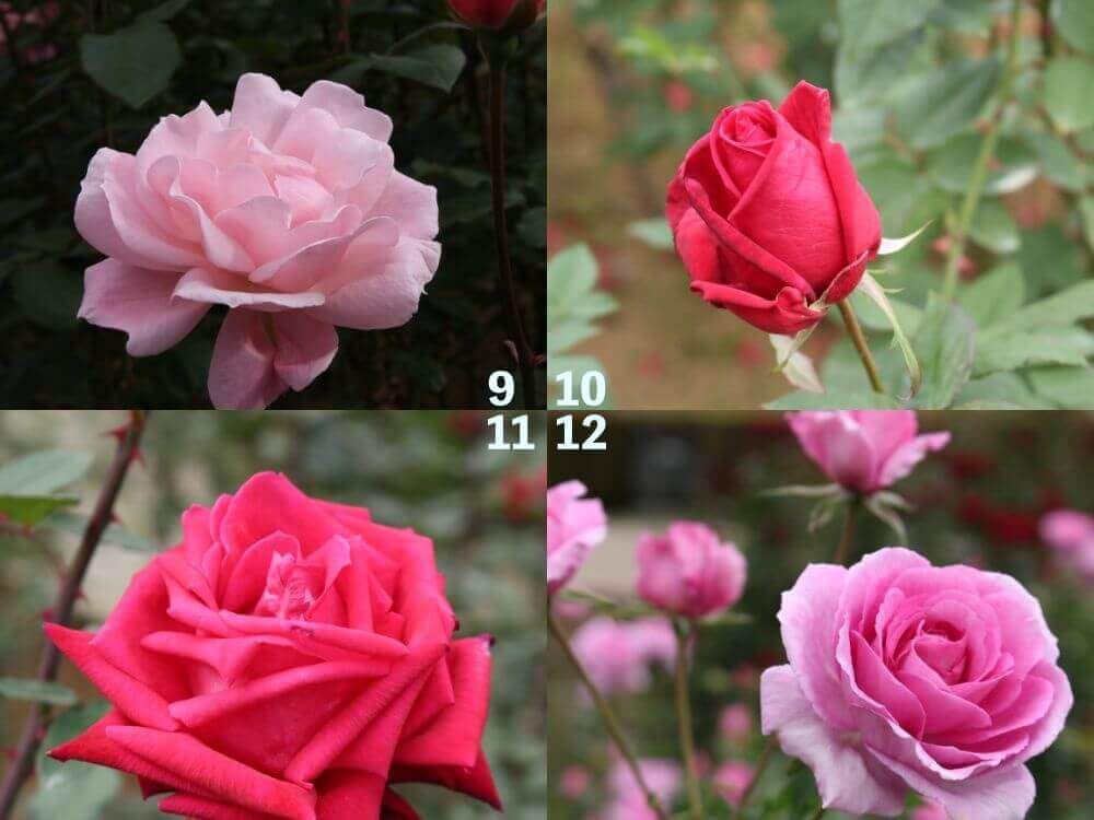 神代植物公園　バラ