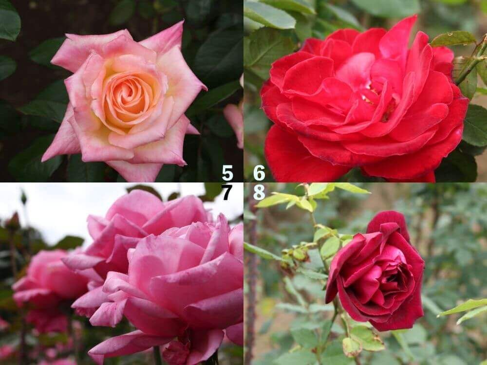 神代植物公園　バラ