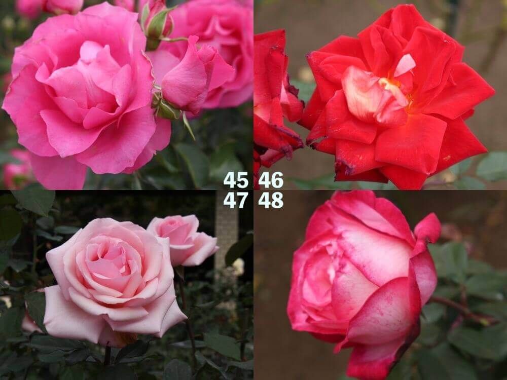 神代植物公園　バラ