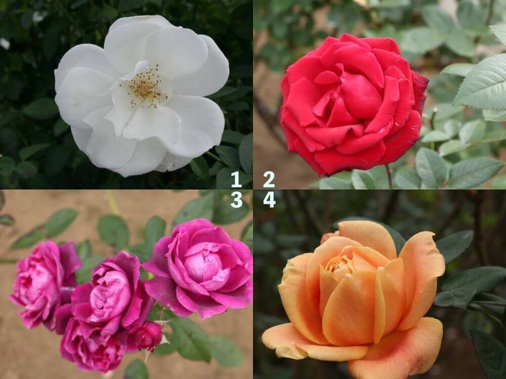 神代植物公園　バラ