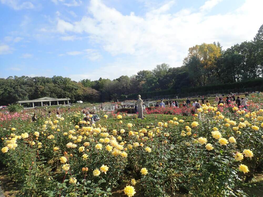 神代植物公園 に咲くバラ51品種を 3dオンラインで見てみよう Greensnap グリーンスナップ
