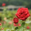 【愛の花言葉をもつ花一覧】恋愛や片想い・初恋の好きな気持ちが伝わる花は？の画像