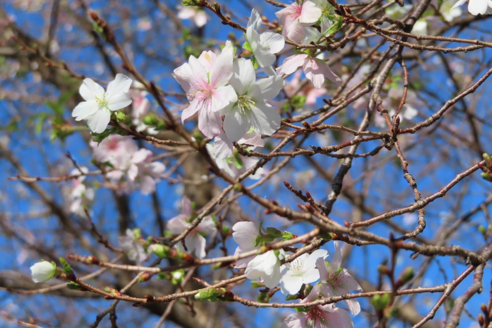 桜の木の剪定｜樹齢別の時期・方法は？切る枝の種類、切ったあとの手入れは？｜🍀GreenSnap（グリーンスナップ）