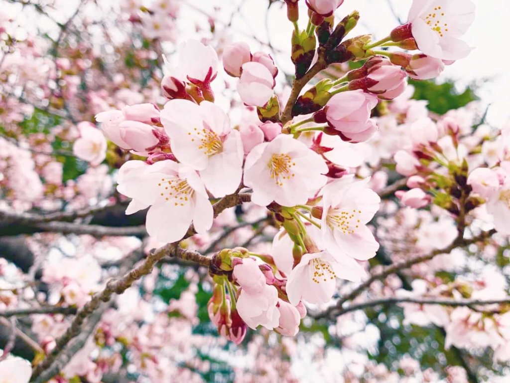 桜の木の剪定方法｜切ってはいけない時期と枝は？図解と年数別で解説｜🍀GreenSnap（グリーンスナップ）