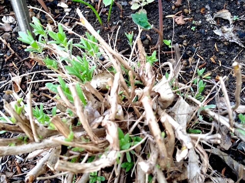 剪定したラベンダーから生える新芽