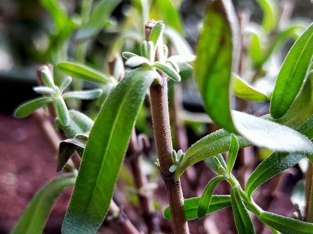 剪定したラベンダーから生える新芽