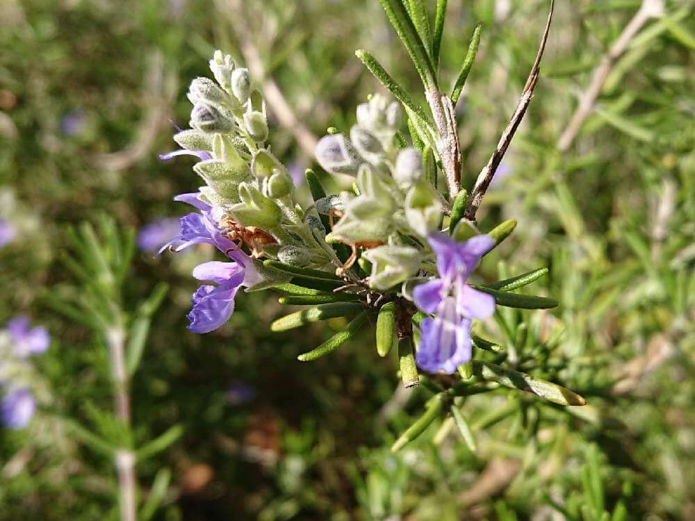 ローズマリー　花