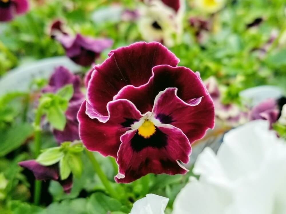 パンジー 赤