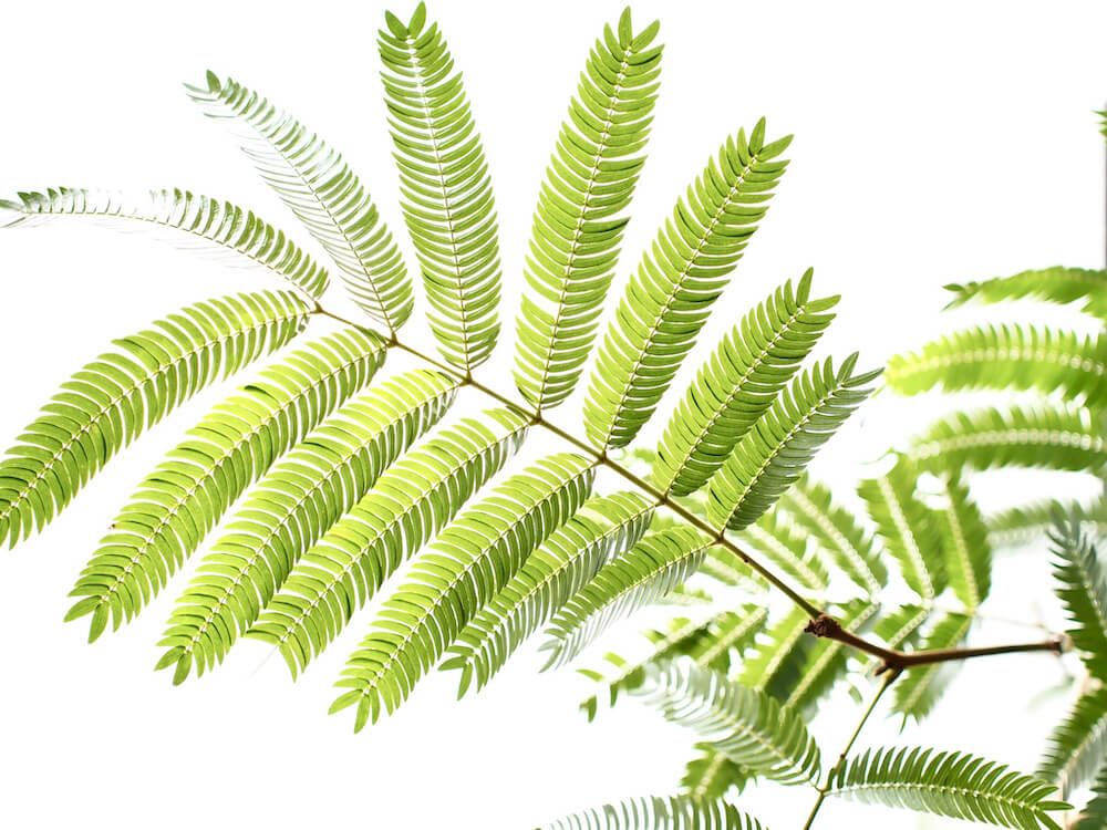 エバーフレッシュ