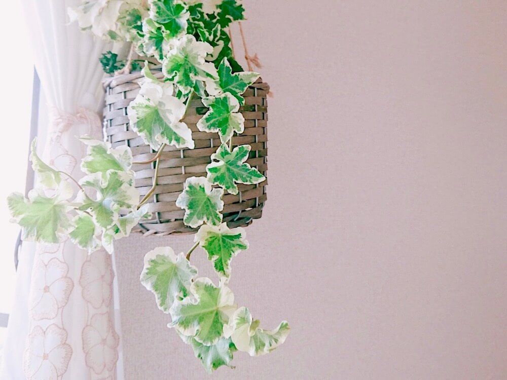 アイビー　ヘデラ