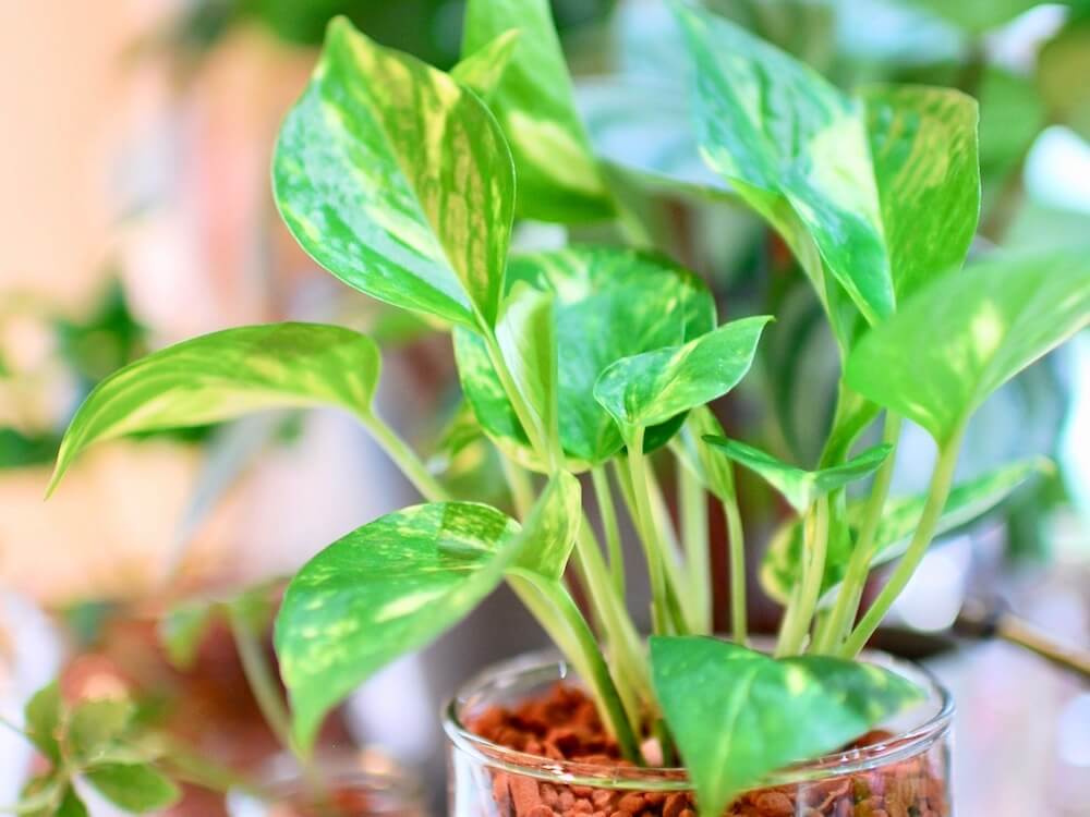 空気清浄効果がある観葉植物10選 飾ればお部屋がキレイになる Greensnap グリーンスナップ