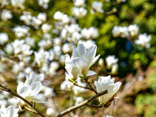 白木蓮 ハクモクレン の花言葉 花や実の特徴 コブシとの違いは Greensnap グリーンスナップ