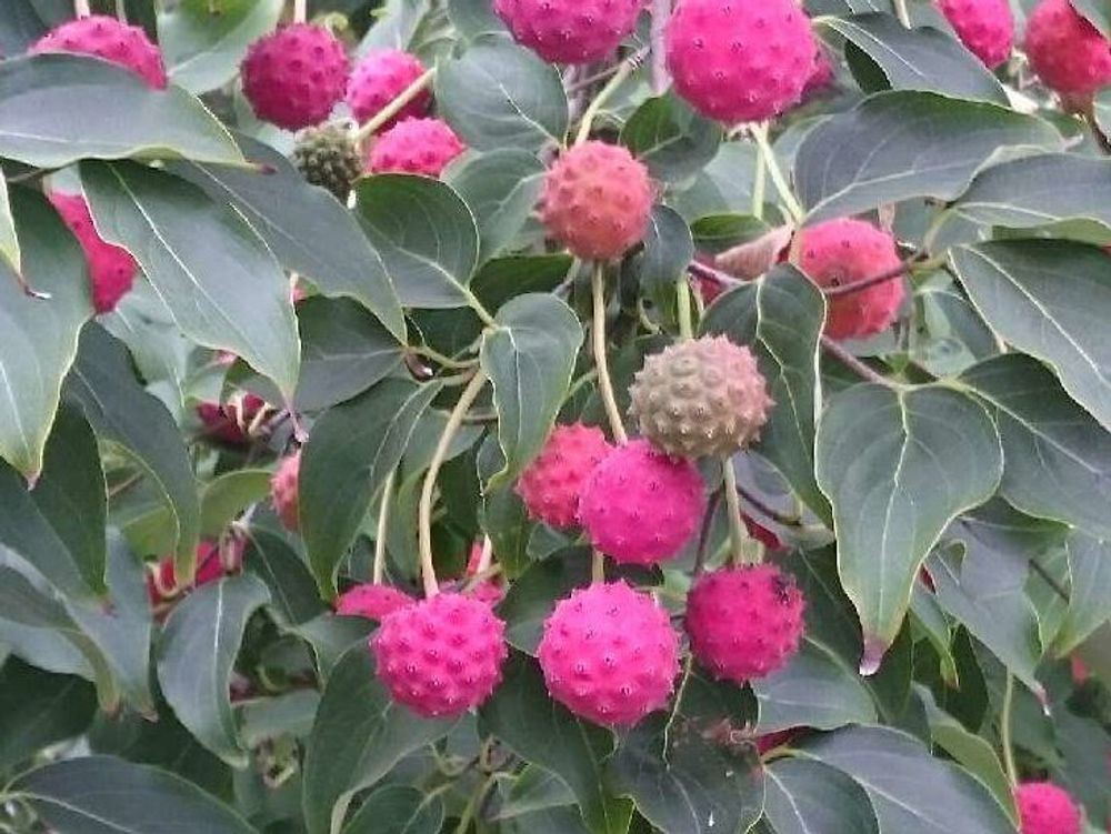 ヤマボウシ　赤い実