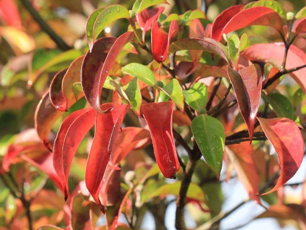 ヤマボウシ(山法師)　紅葉