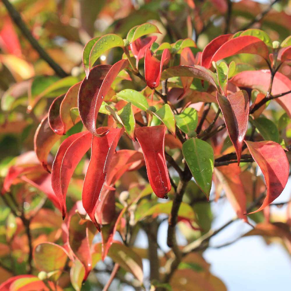 ヤマボウシ 山法師 の育て方 花が咲かない原因は 紅葉させるコツは Greensnap グリーンスナップ