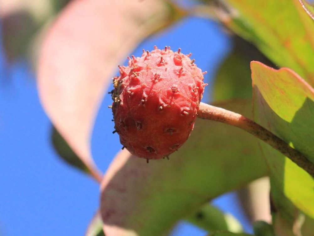 ヤマボウシ　赤い実　青空