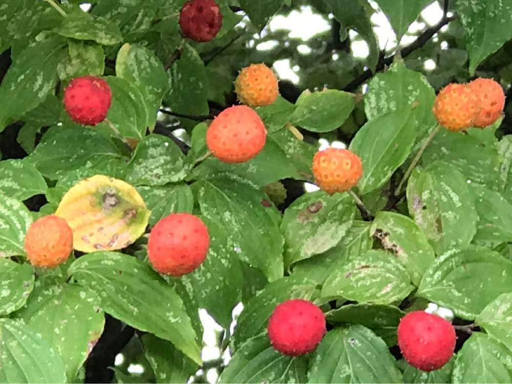 ヤマボウシ(山法師)　赤い実