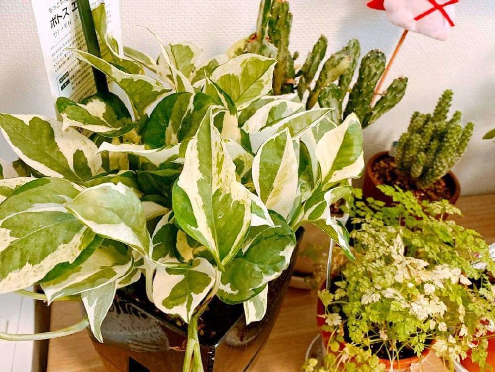 ポトス　鉢植え　葉