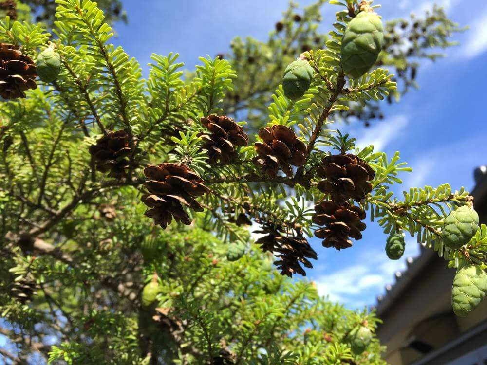 ツガ　葉　青空