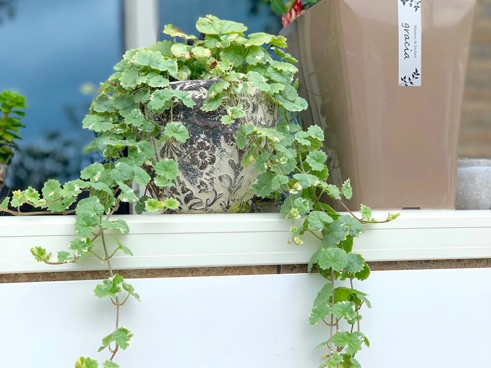 グレコマ　つる性　観葉植物