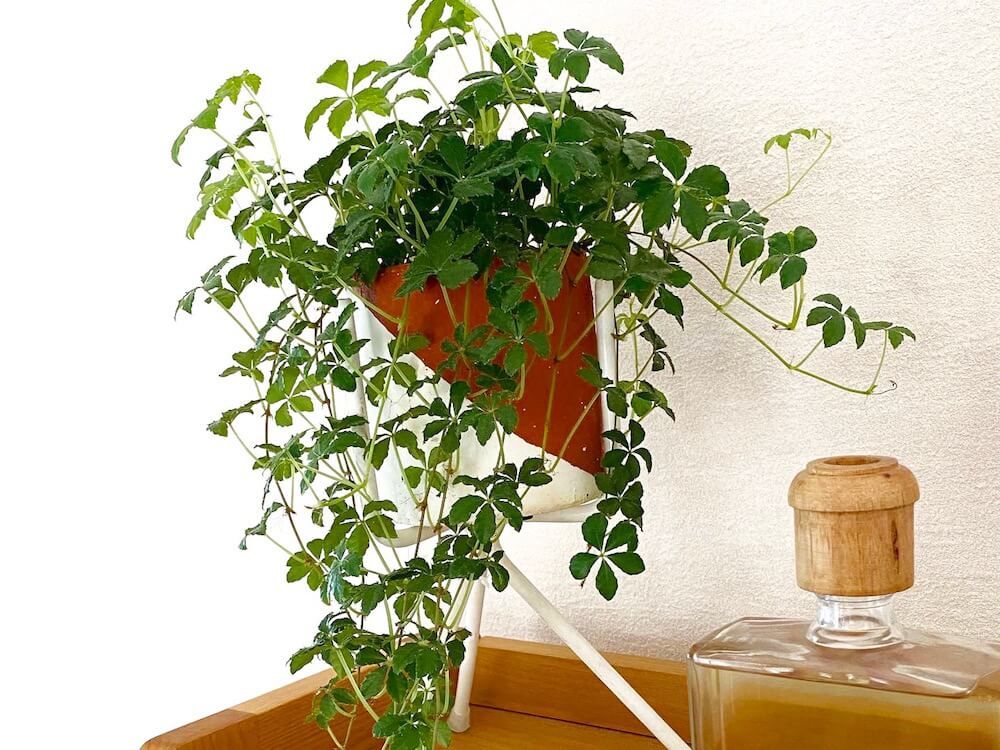 シュガーバイン　つる性　観葉植物