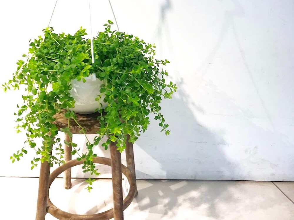 ペペロミア　つる性　観葉植物