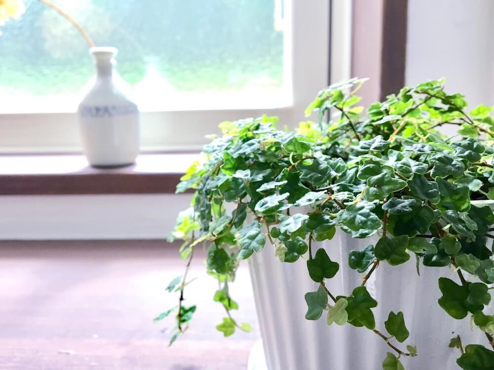 フィカス　プミラ　つる性　観葉植物