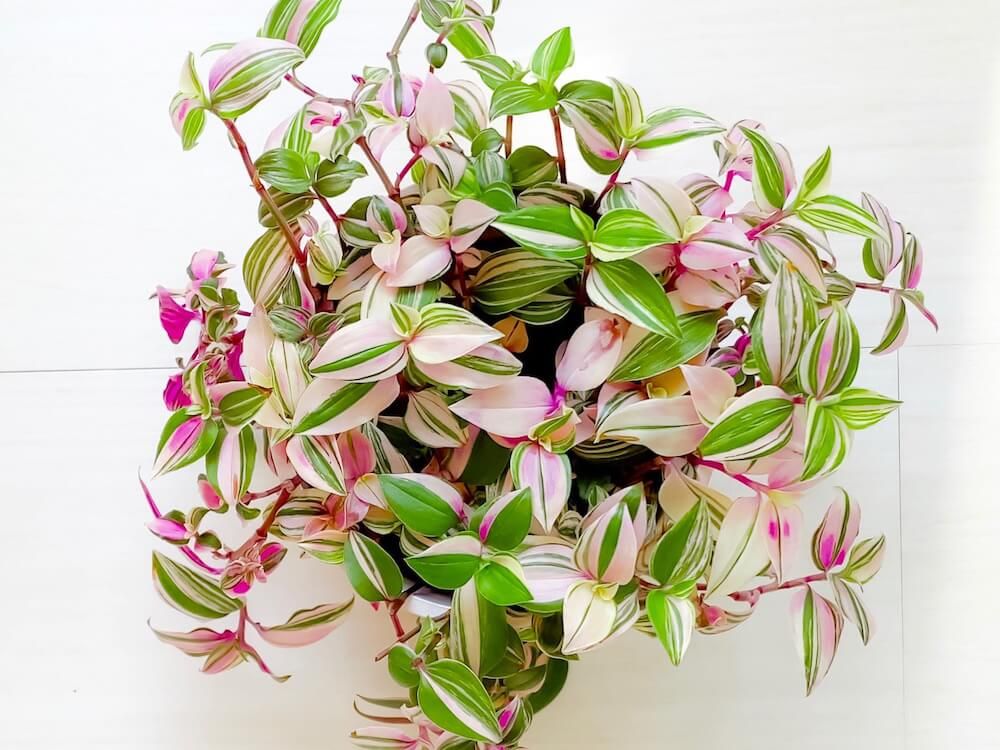 トラディスカンティア　つる性　観葉植物