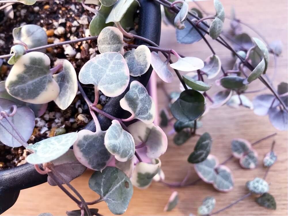 ハートカズラ　つる性　観葉植物