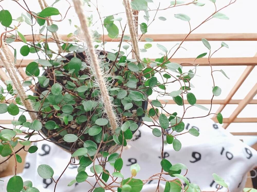 ワイヤープランツ　つる性　観葉植物