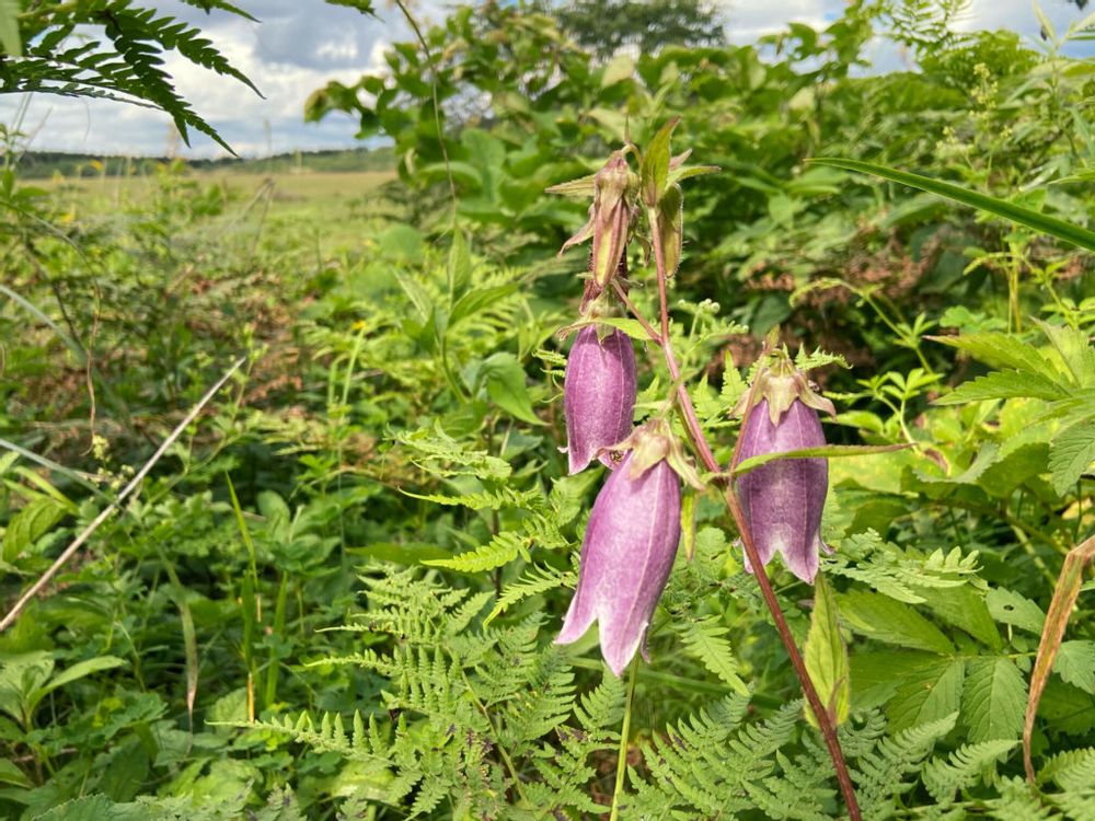 ヤマホタルブクロ