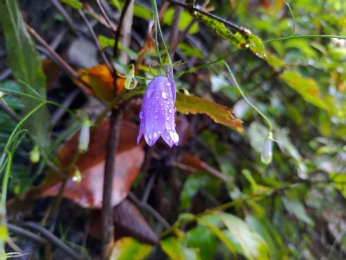 ホタルブクロの花言葉 怖い意味はある 花の種類や特徴は Greensnap グリーンスナップ