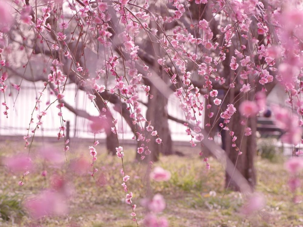 しだれ梅　ピンク色の花　地植え