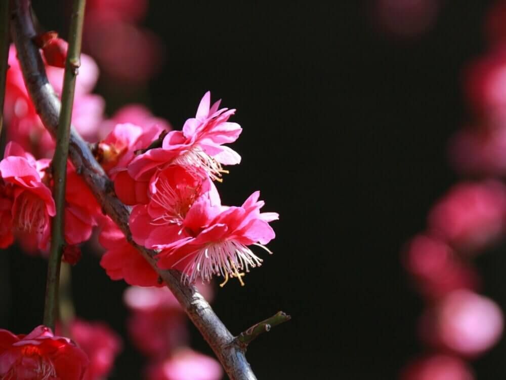 しだれ梅　赤い花